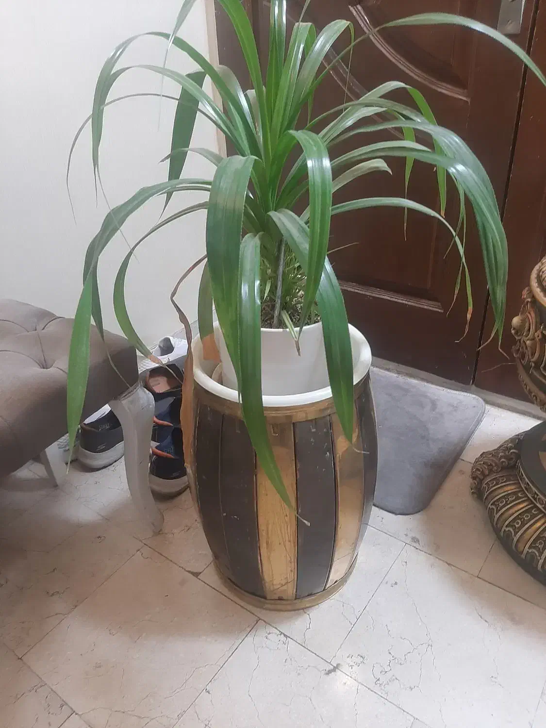 گلدان کنارسالنی|گل و گیاه طبیعی|تهران, صادقیه|دیوار