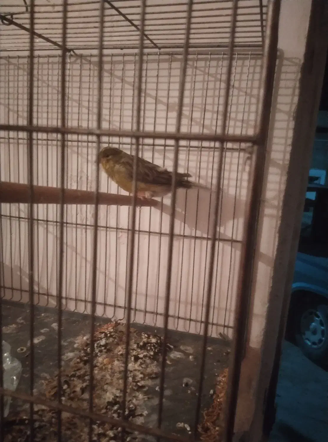 قناری نر .معاوضه با کفتر وفروش|پرنده|مسجد سلیمان, |دیوار