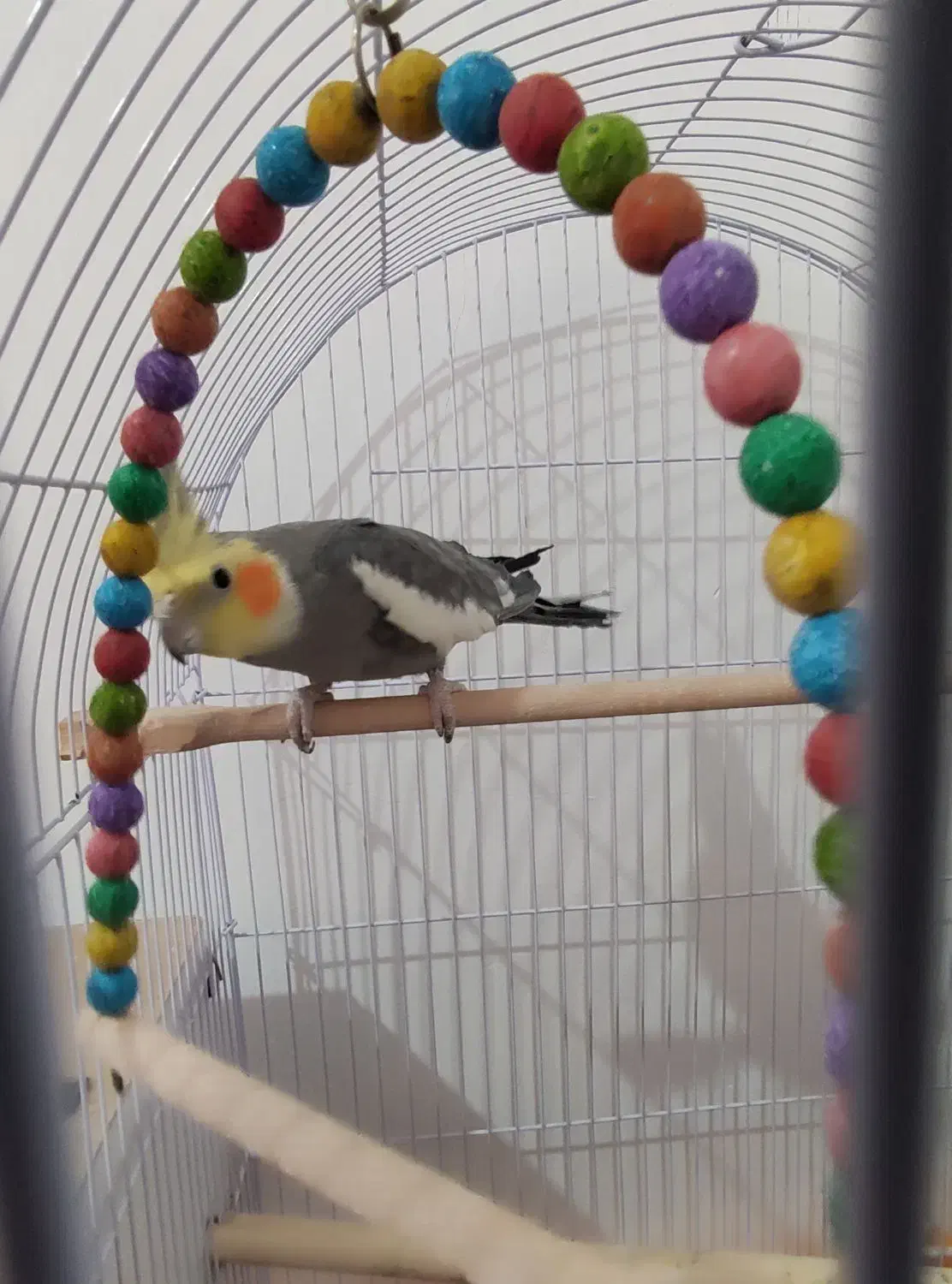 عروس هلندی نر سخنگو|پرنده|تربت جام, مسکن مهر|دیوار