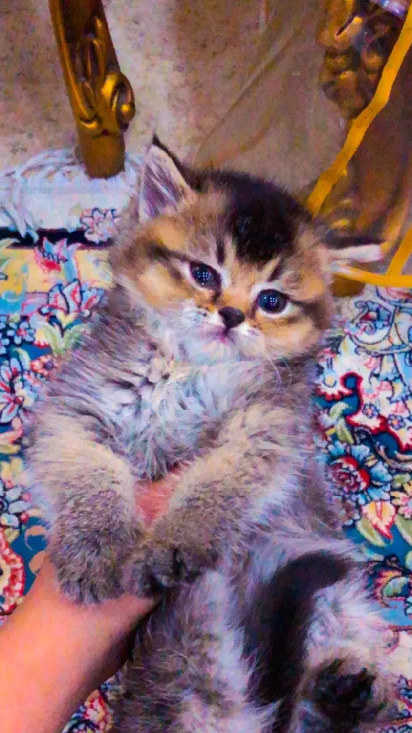 گربه بریتیش چشم زمردی سبز|گربه|تهران, پونک|دیوار