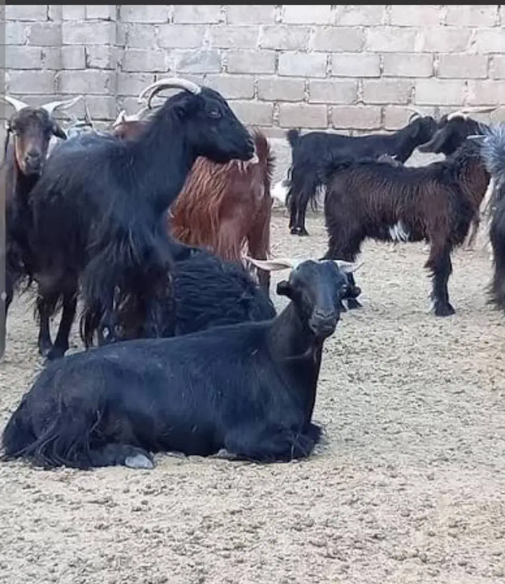 کهره نر استثنایی|حیوانات مزرعه|جره و بالاده, |دیوار