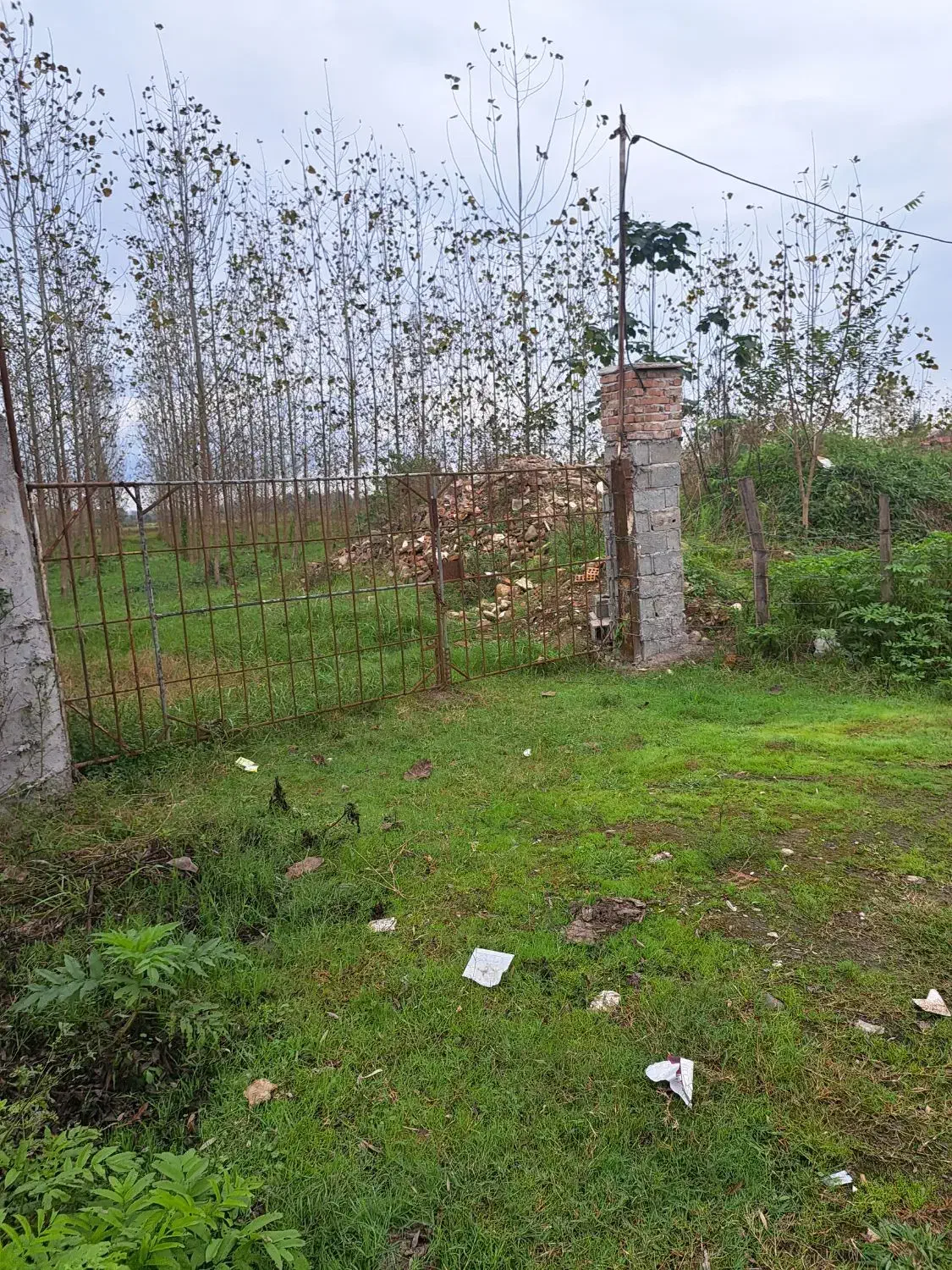 فروش زمین باغی  بادرخت صنوبر۴ساله|فروش زمین و ملک کلنگی|طاهرگوراب, |دیوار