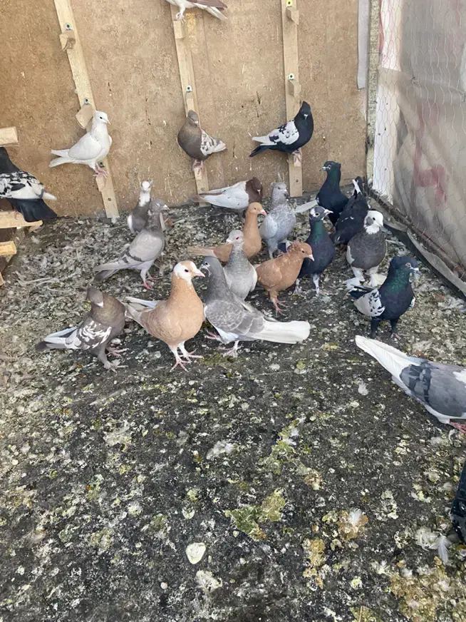 کفتر|پرنده|شیراز, درکی|دیوار