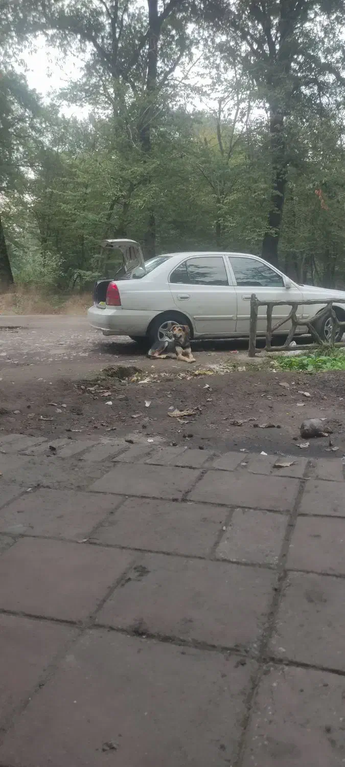 مسافر برای مشهد|خدمات حمل و نقل|ساری, |دیوار