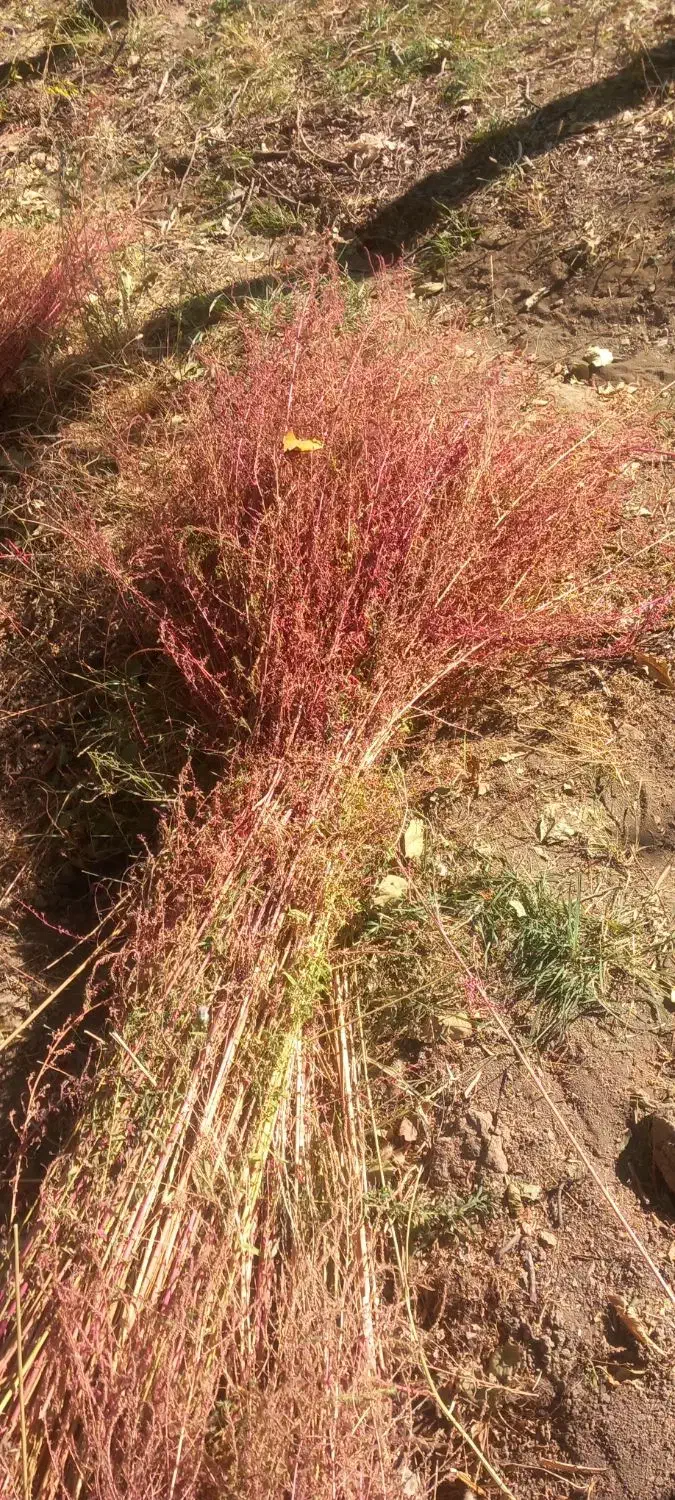 بهترین جارو بلند و قرمز مخصوص شهرداری|لوازم نظافت|نهاوند, |دیوار