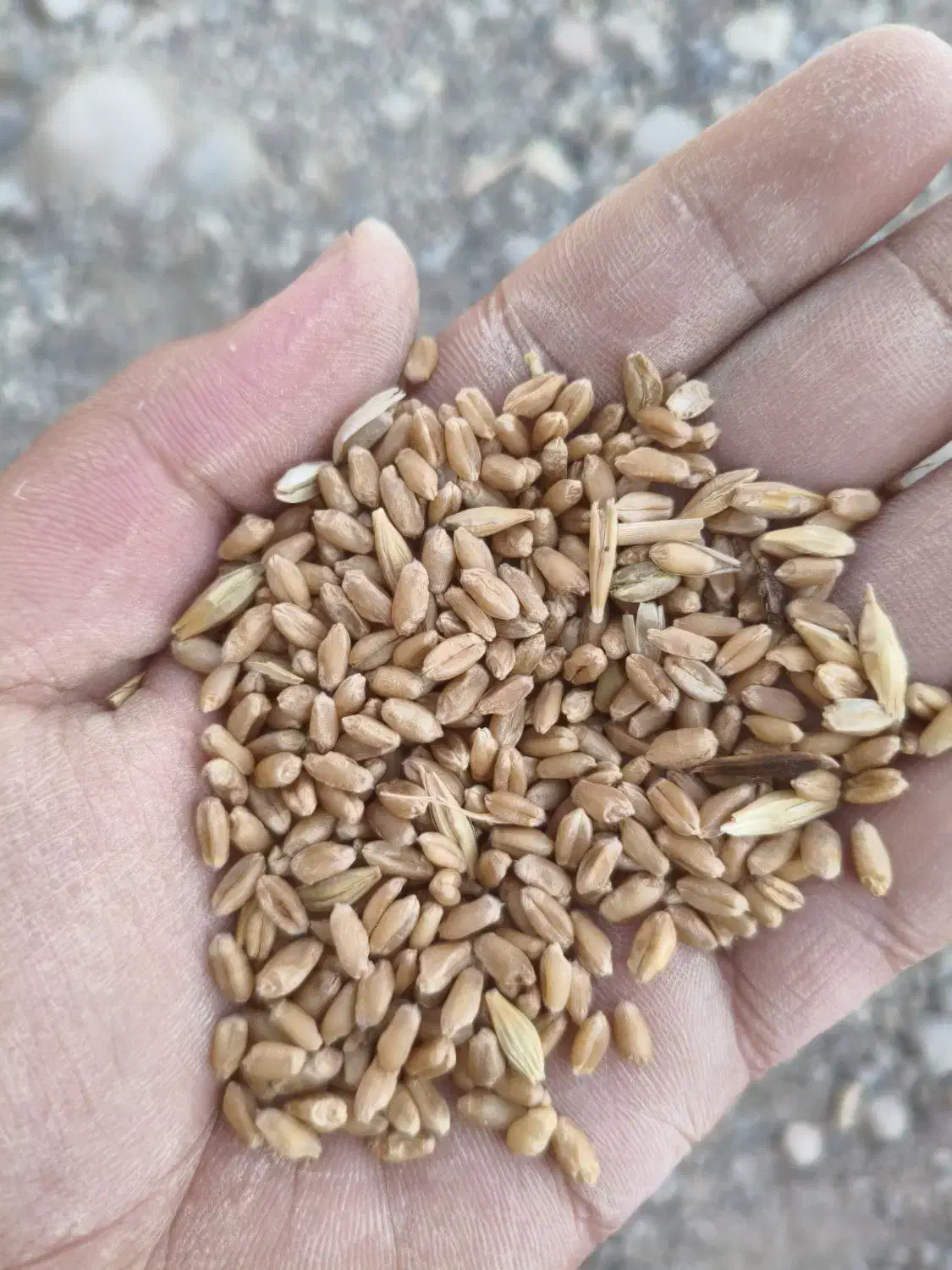 گندم|خوردنی و آشامیدنی|فسا, |دیوار