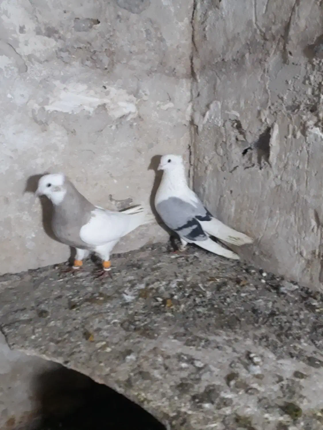 کبوتر|پرنده|مشهد, کوی راد|دیوار