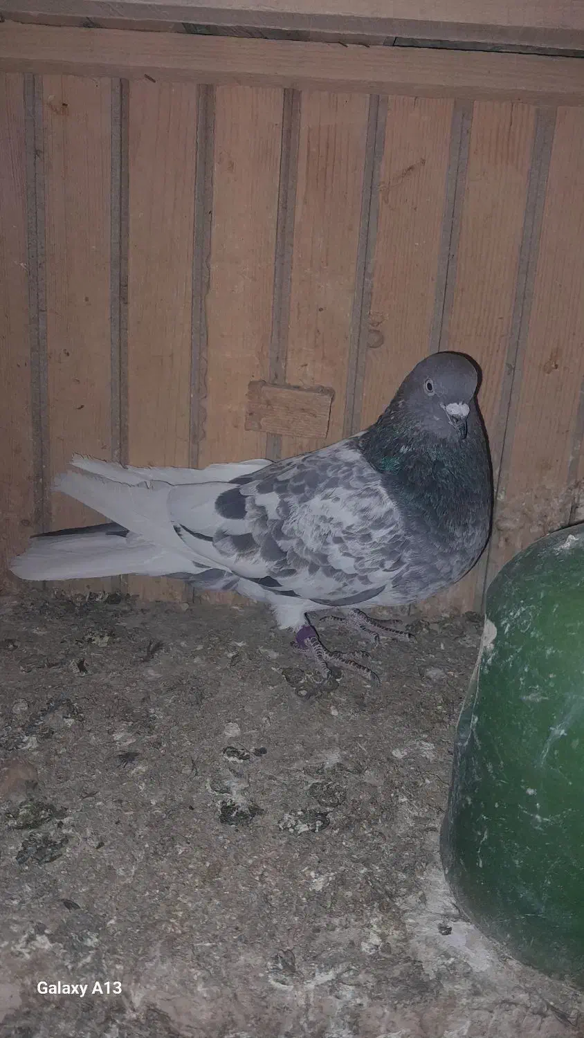 کبوتر|پرنده|پاکدشت, حصار امیر|دیوار