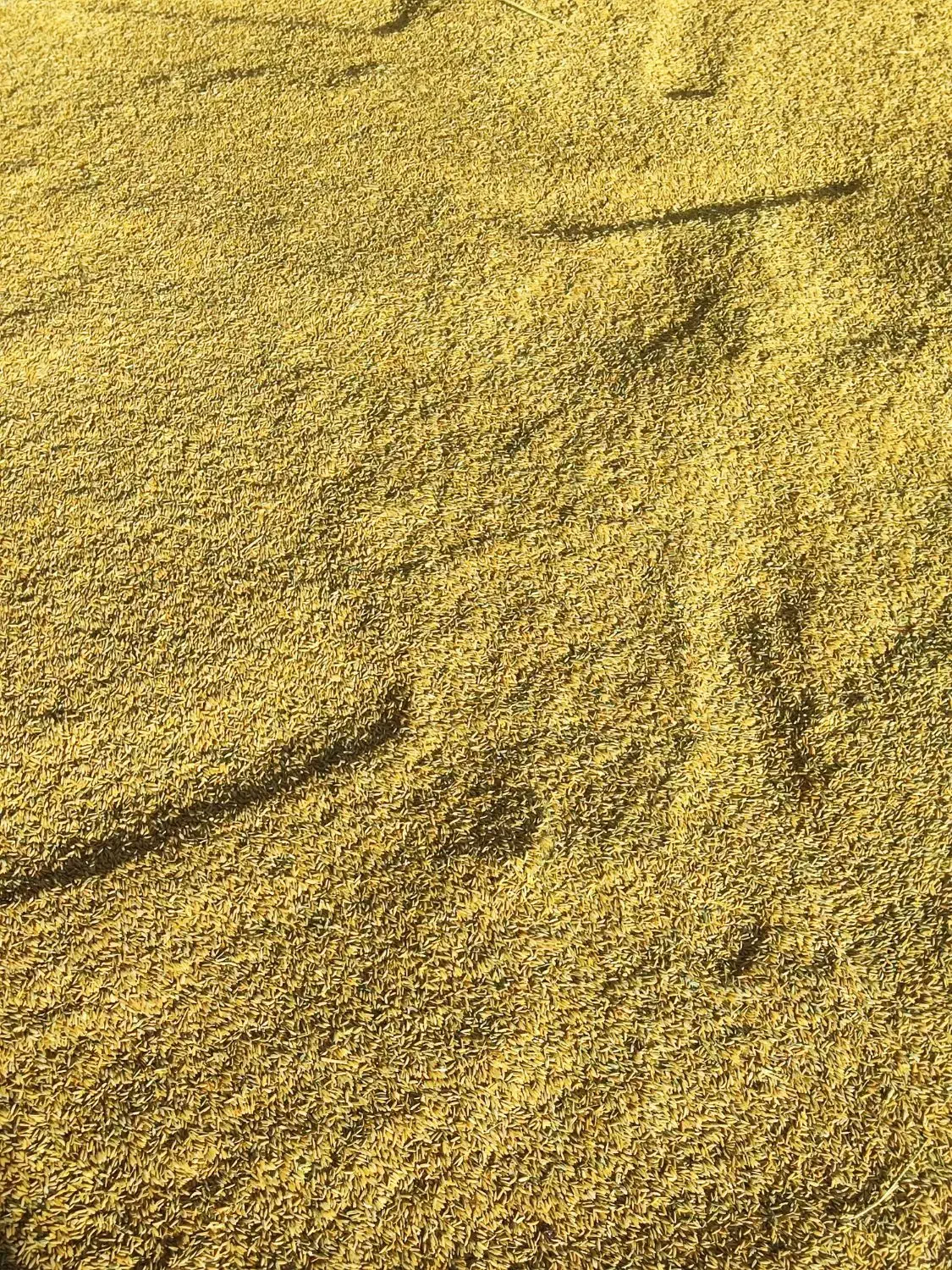 برنج چمپا(چلتیک)|خوردنی و آشامیدنی|یاسوج, |دیوار