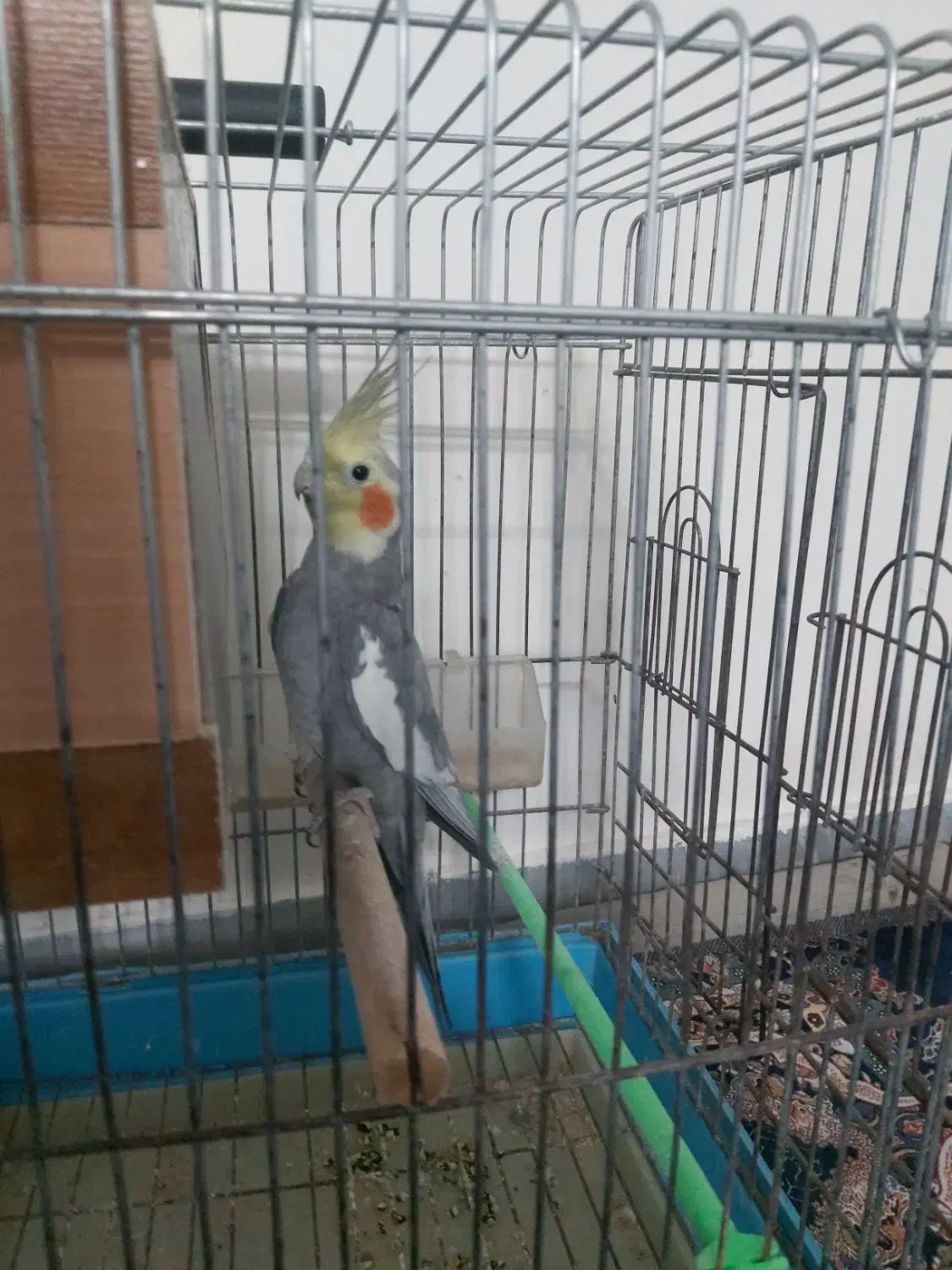 عروس هلندی نر سرحال|پرنده|پاکدشت, خاتون آباد|دیوار