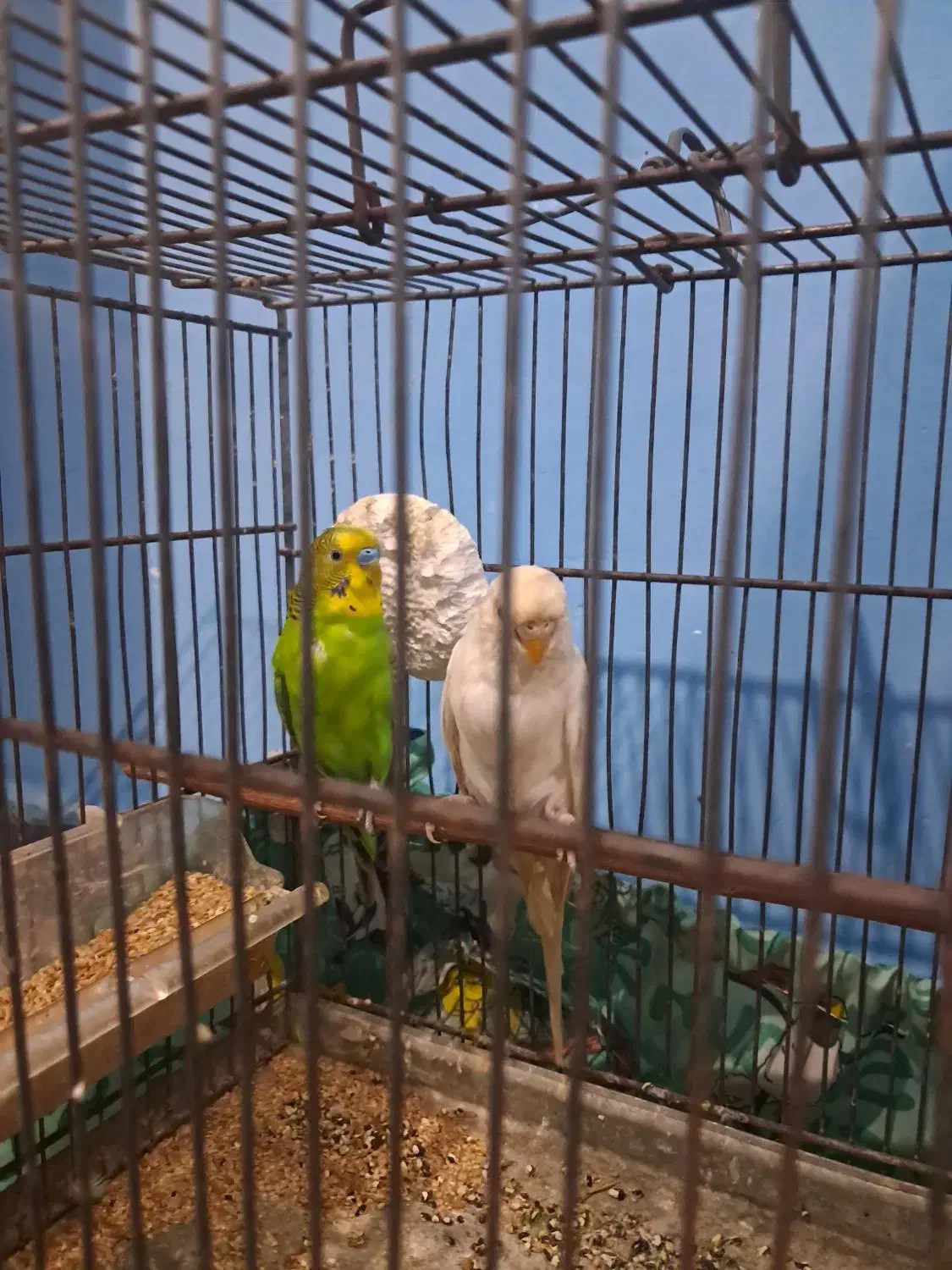 مرغ عشق|پرنده|ساری, |دیوار