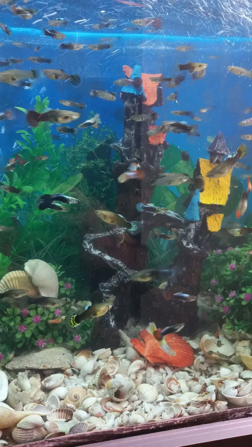 ماهی گوپی|ماهی|پاکدشت, خاتون آباد|دیوار