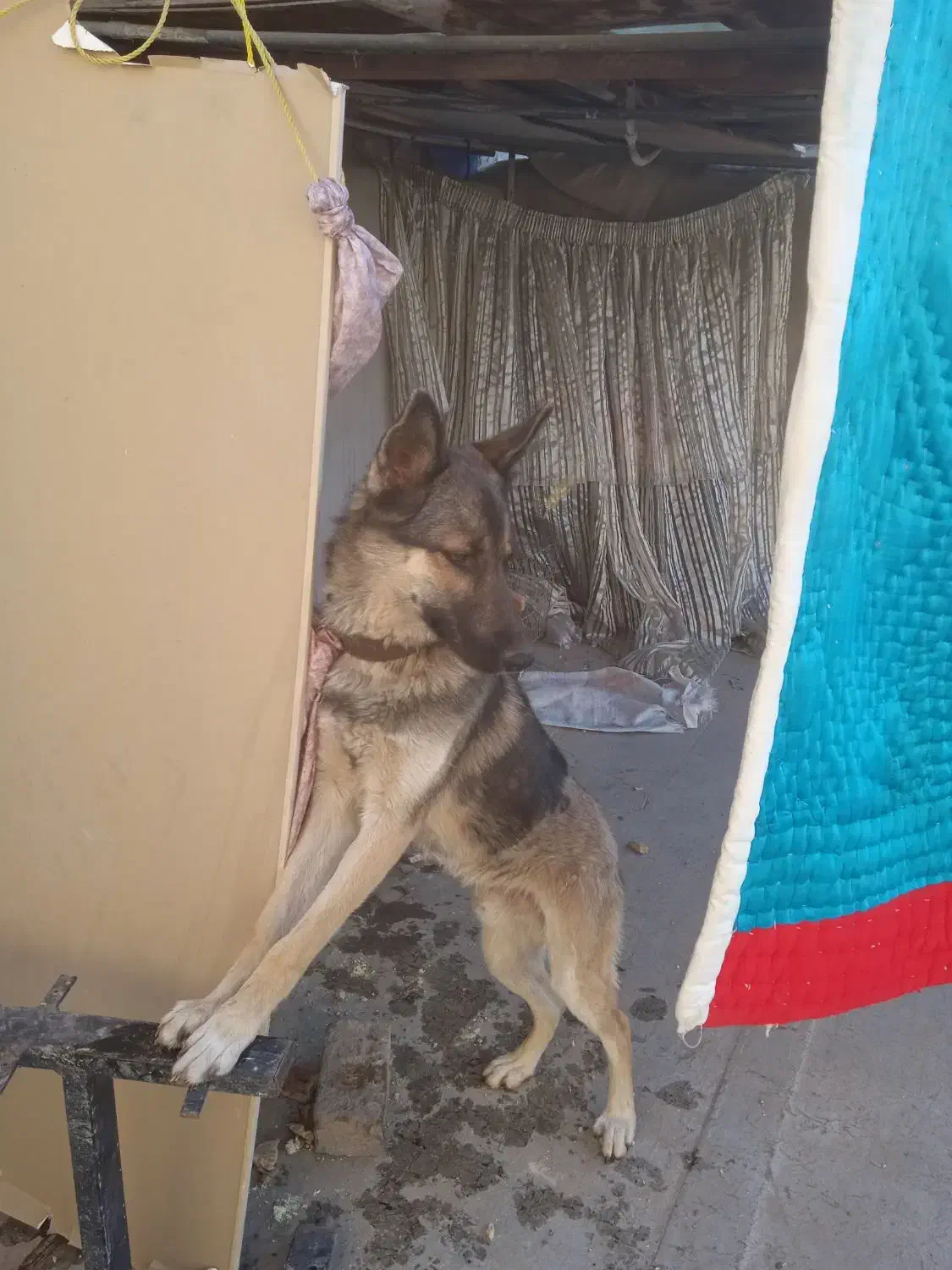 سگ گرگی|سگ|قم, علی آباد سعدگان|دیوار