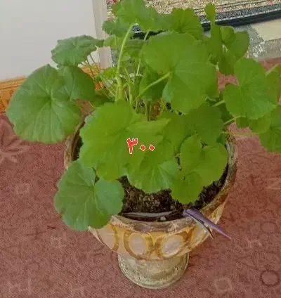 گل شمعدانی|گل و گیاه طبیعی|ملایر, |دیوار