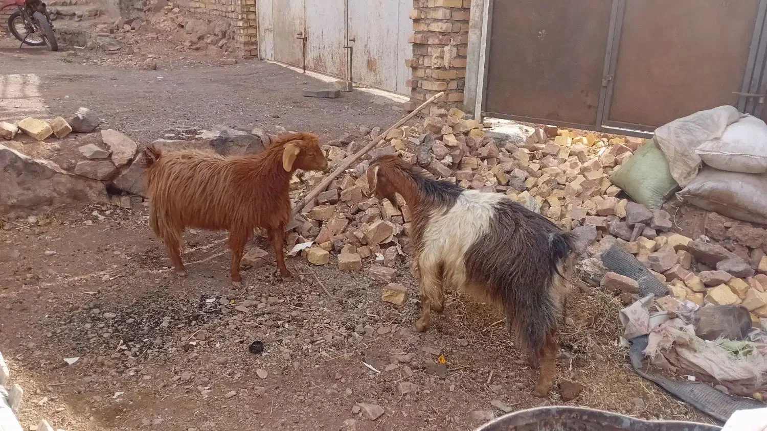 ۲راس بز|حیوانات مزرعه|مشکان, |دیوار