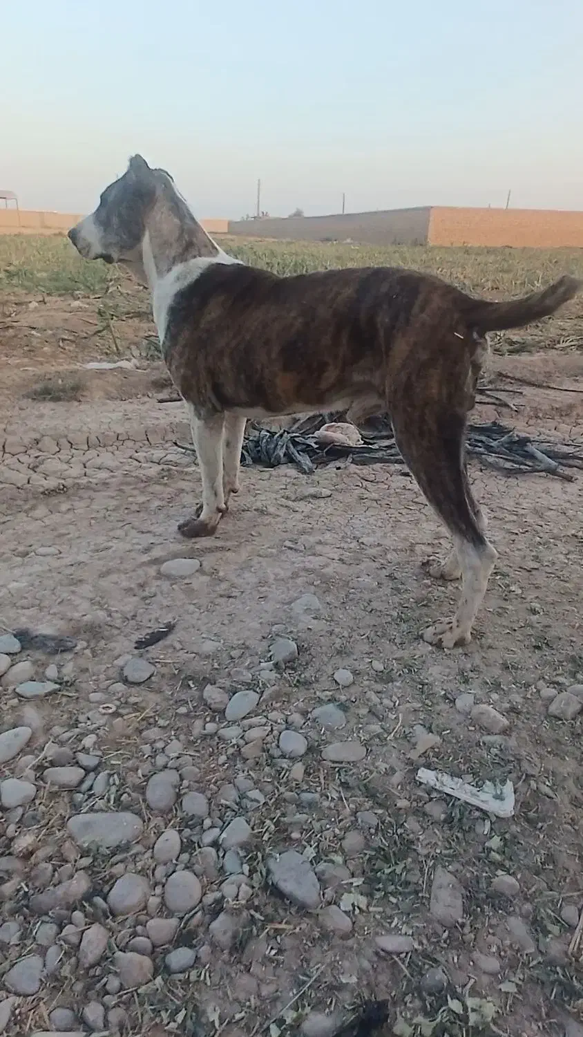 واگذاری سگ|سگ|جوادآباد, |دیوار