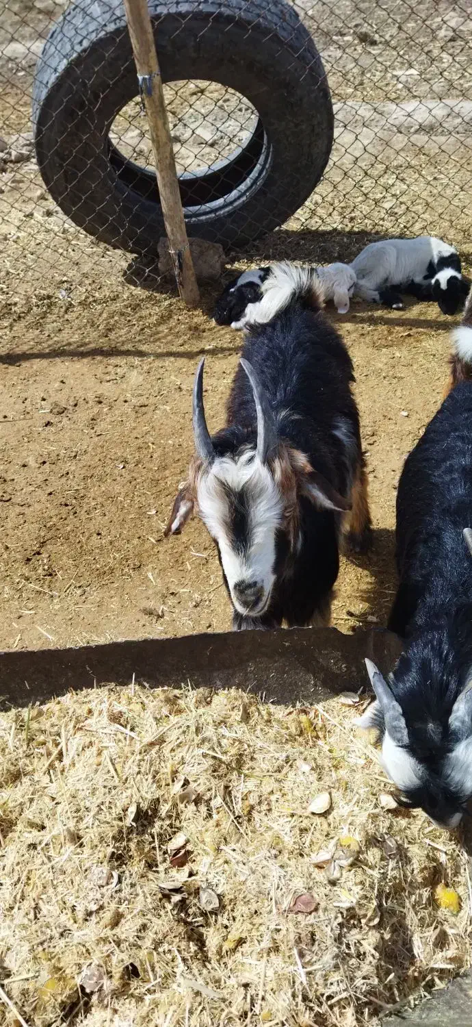 کهره نر چاق|حیوانات مزرعه|مرودشت, رودبال|دیوار