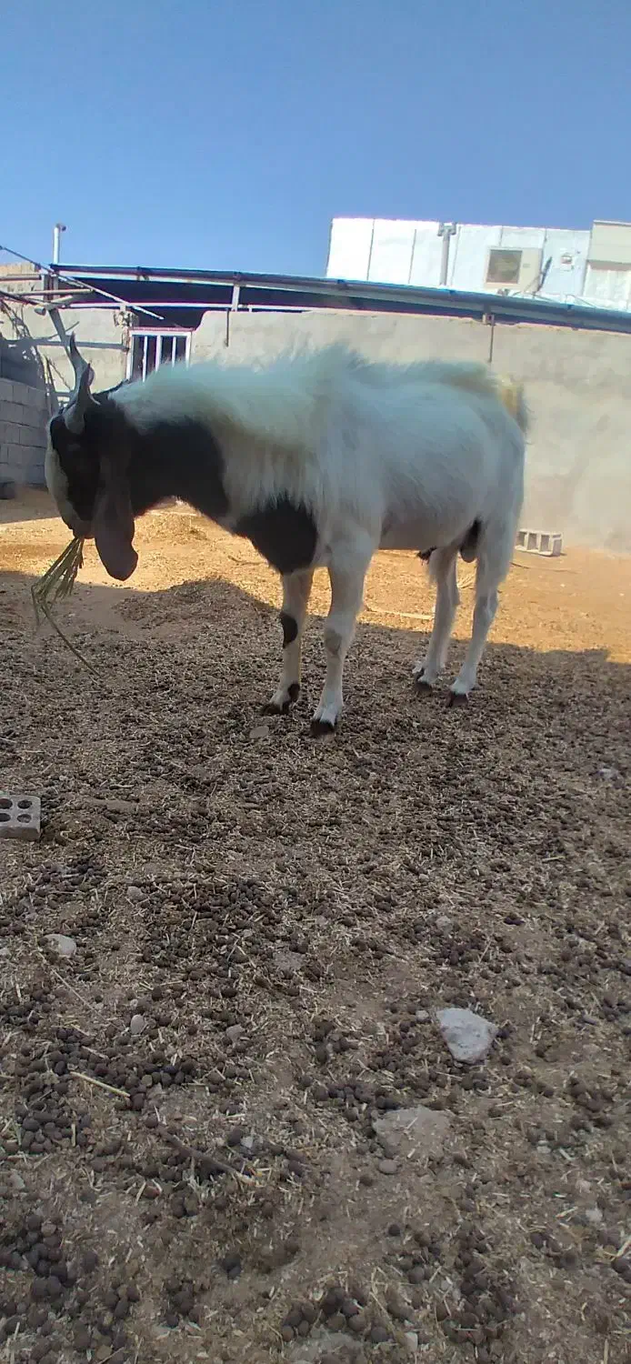 پازن گلابی مخصوص گله وقصابی|حیوانات مزرعه|بندر گناوه, |دیوار