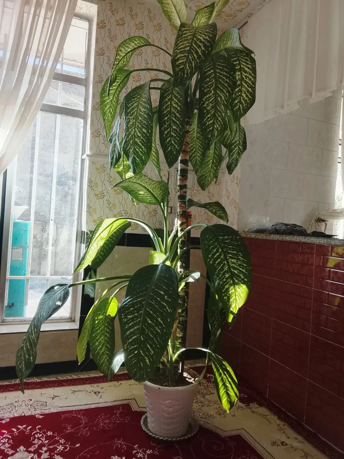 گل دیفن|گل و گیاه طبیعی|بیستون, |دیوار