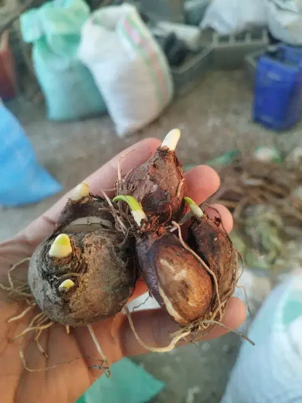 پیاز گل نرگس|عمدهفروشی|اسلامشهر, شهرک امام حسین (میان آباد)|دیوار