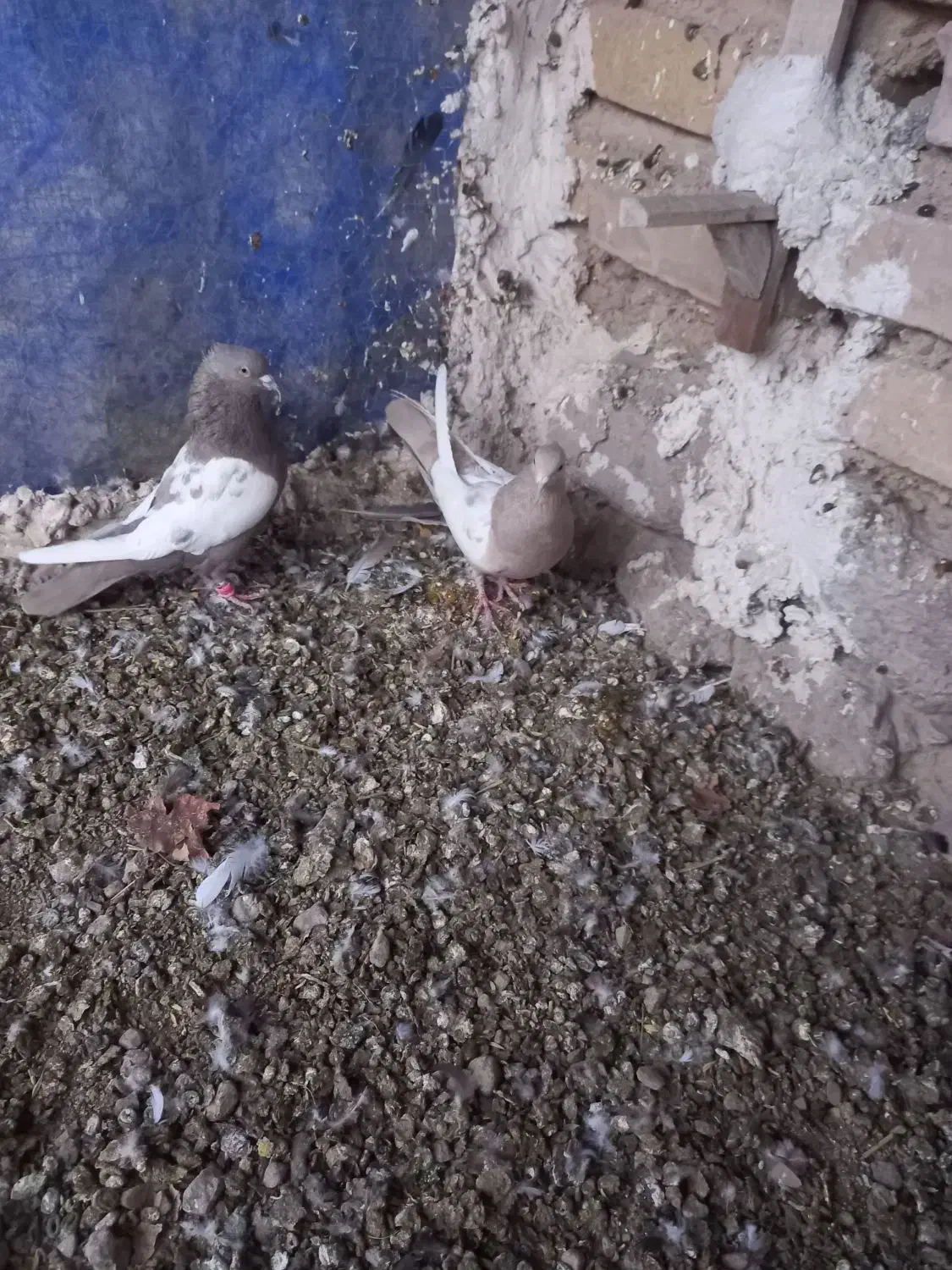 کفتر|پرنده|سیدان, |دیوار