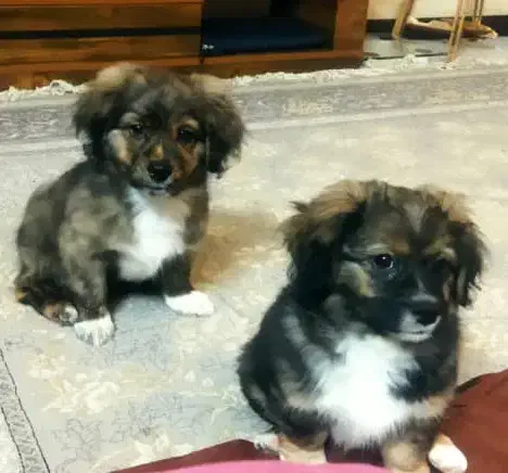 توله پیکنز|سگ|شیراز, غدیر جنوبی|دیوار