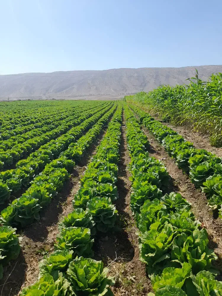 کاهو|خوردنی و آشامیدنی|رومشکان, |دیوار