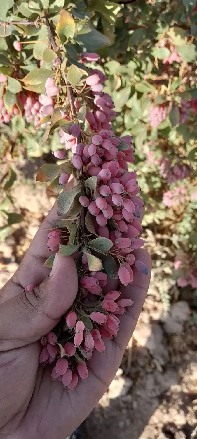 زرشک|خوردنی و آشامیدنی|فردوس (خراسان), |دیوار