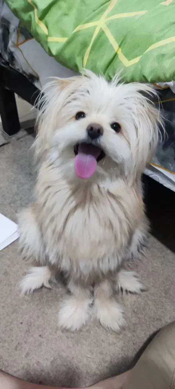 پامر خرسی میکس شیتزو|سگ|شاهینشهر, شهرک میلاد|دیوار