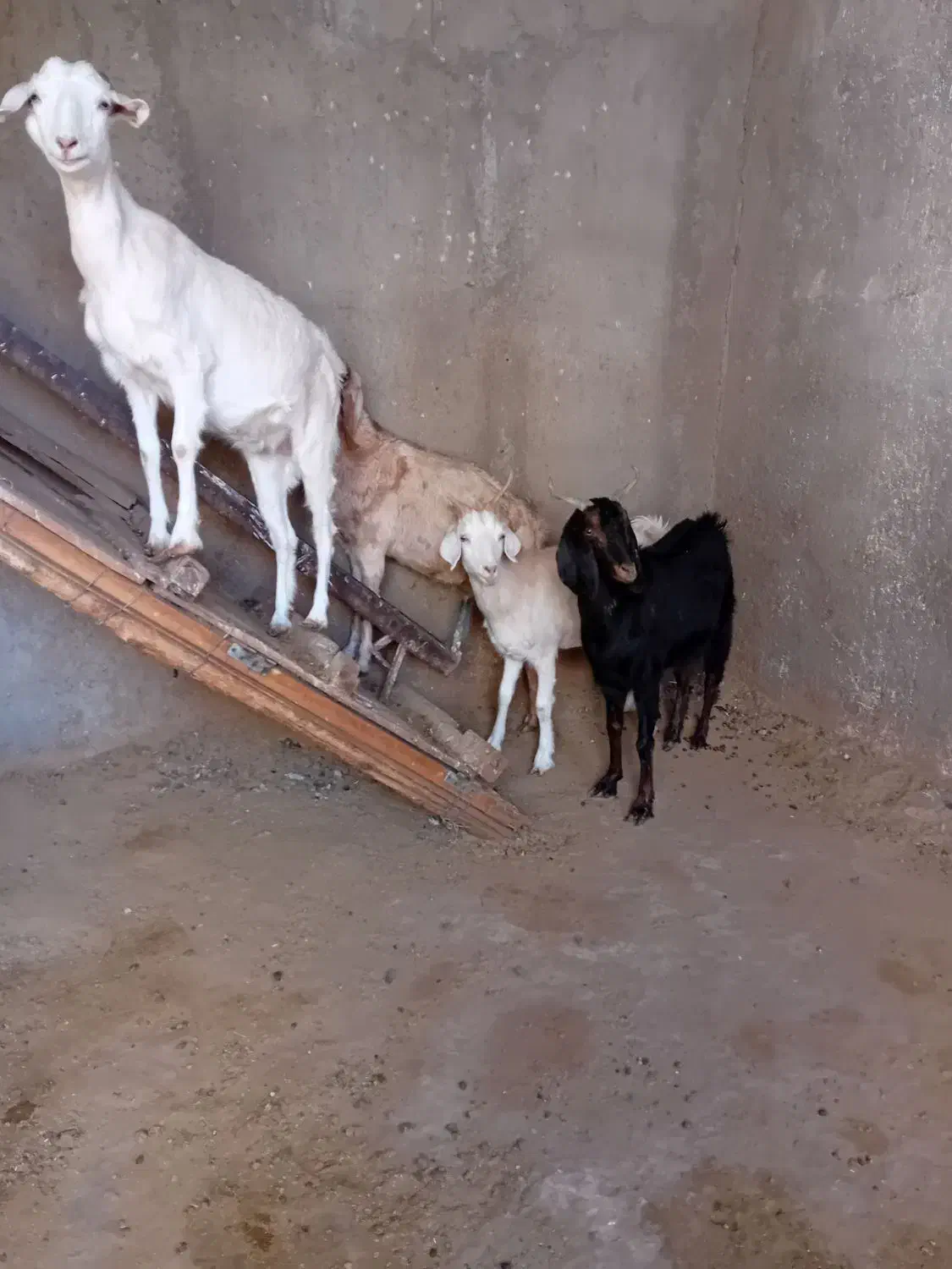 فروش ۴راس بز جوان شیروارآبستن|حیوانات مزرعه|بسطام, |دیوار