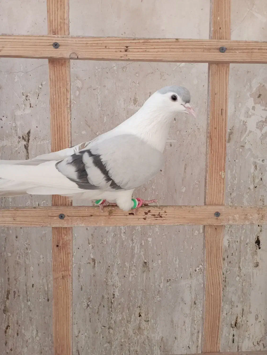 زاغ دمسفید نر چپ ساده مقبول|پرنده|شاندیز, |دیوار