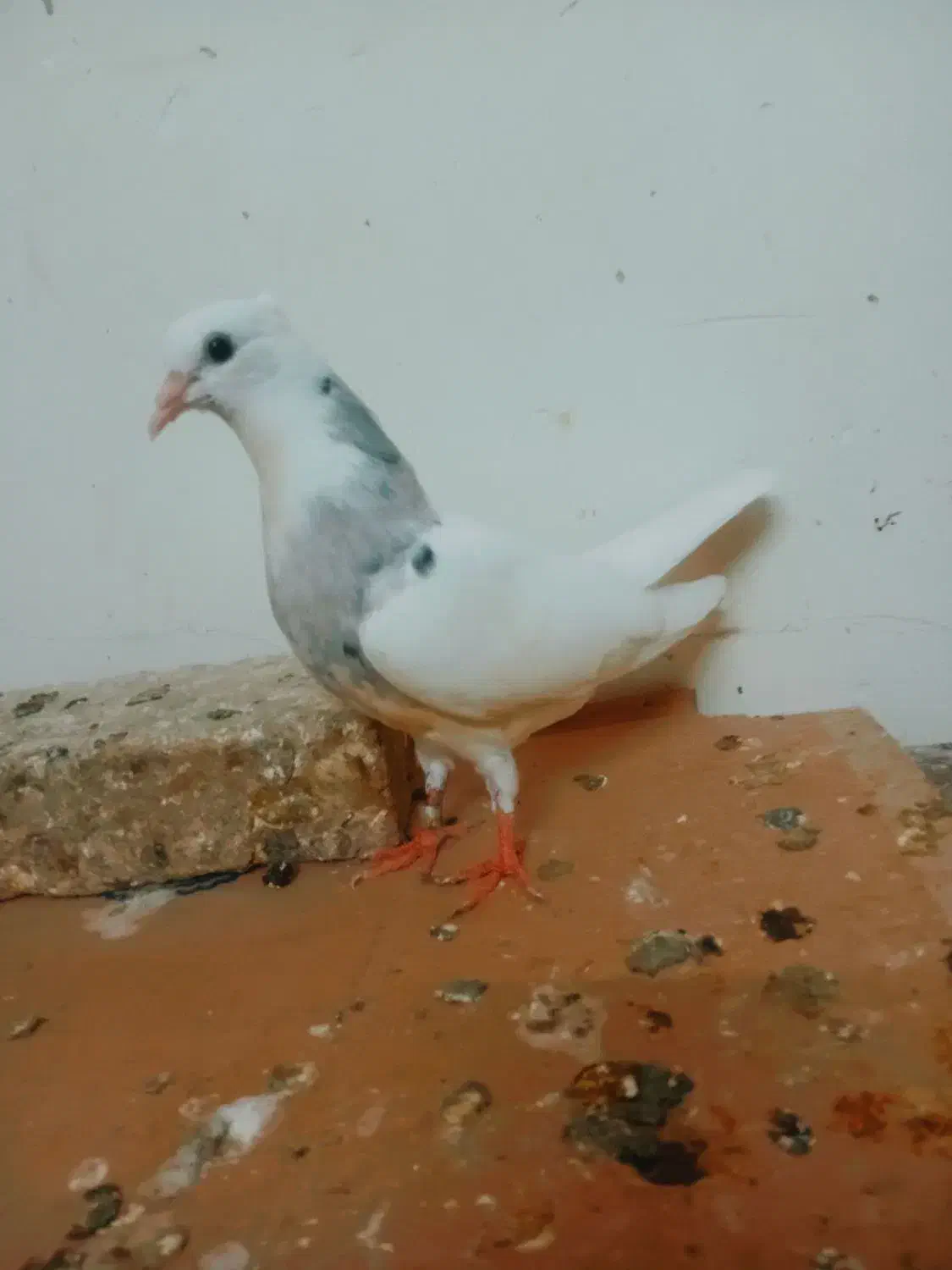 کبوتر نوک ریز|پرنده|بوئین زهرا, |دیوار