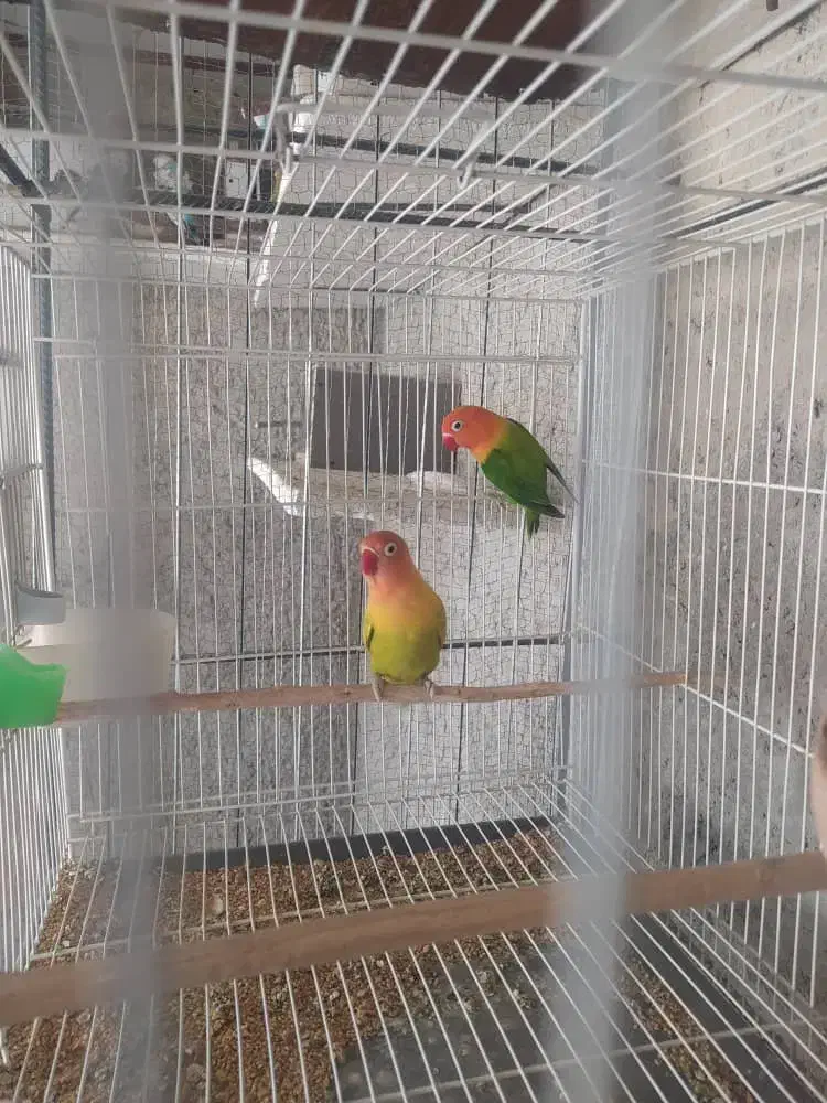 طوطی کوتوله|پرنده|سراوان, |دیوار