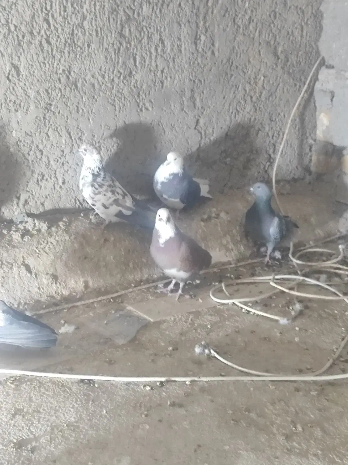 کبوتر|پرنده|سمنان, |دیوار