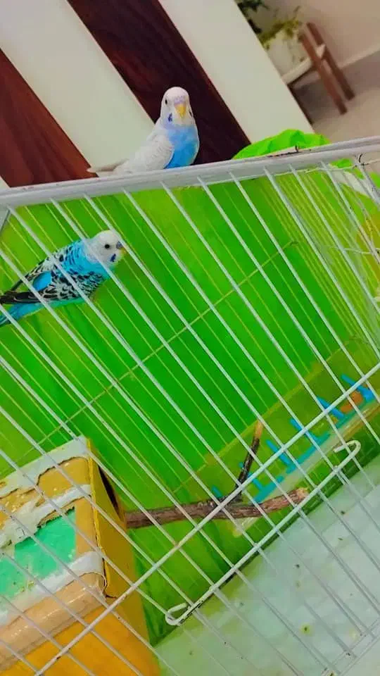 پرنده خانگی|پرنده|پارسیان, |دیوار