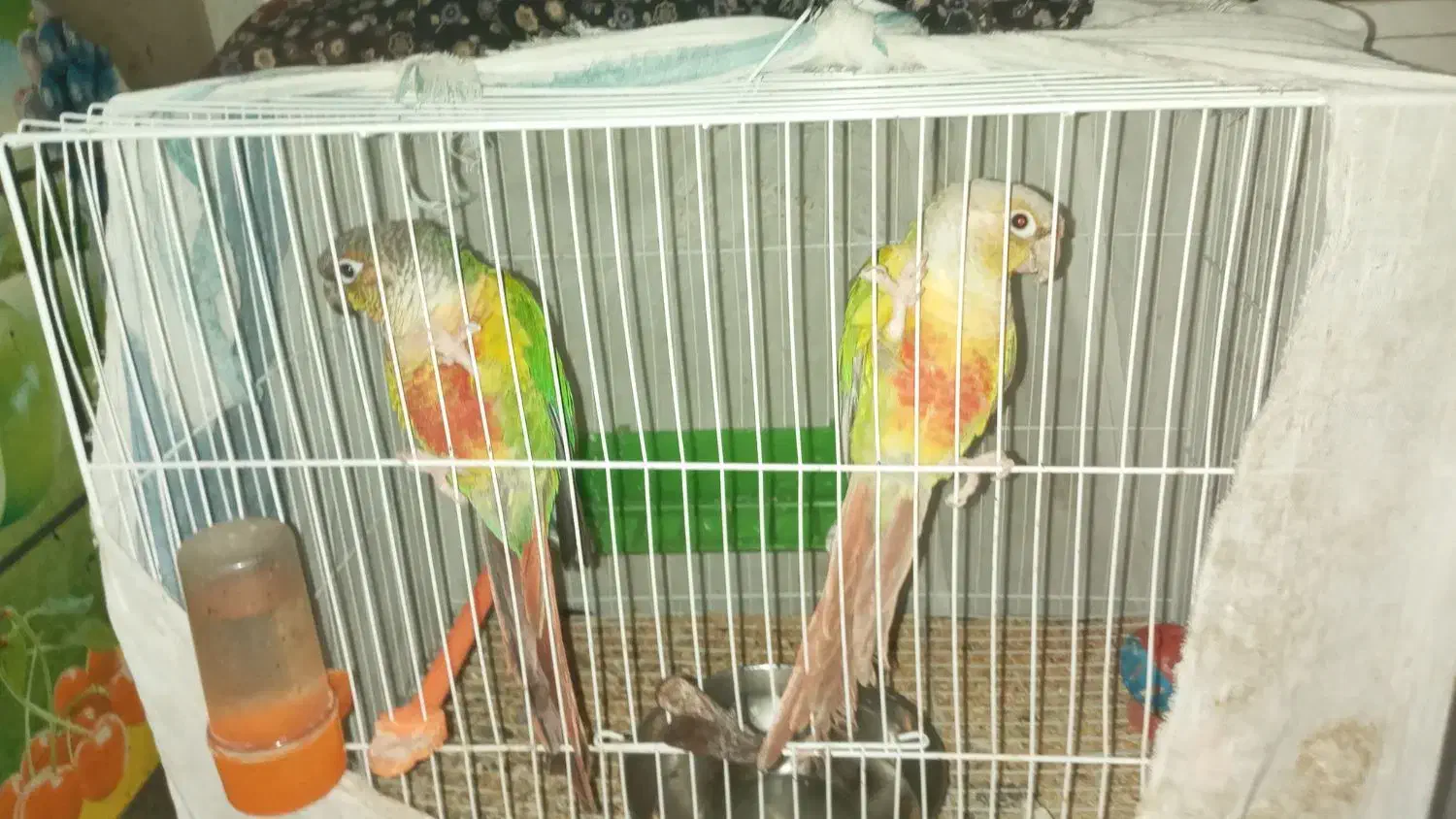 جفتگرنچیکسالمسرحال|پرنده|مشهد, شهید آوینی|دیوار