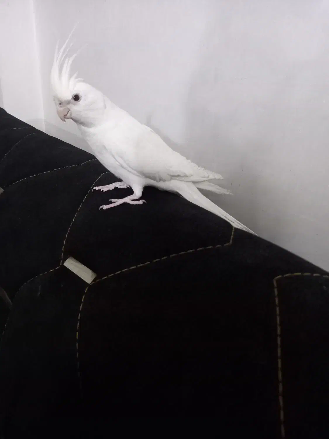 عروس هلندی|پرنده|مشهد, رضاییه|دیوار