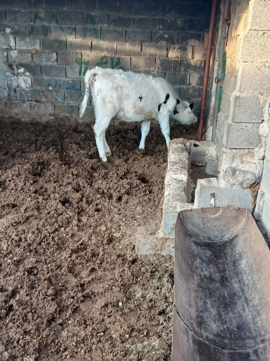 گاو تلیسه|حیوانات مزرعه|تربت جام, جامرود|دیوار