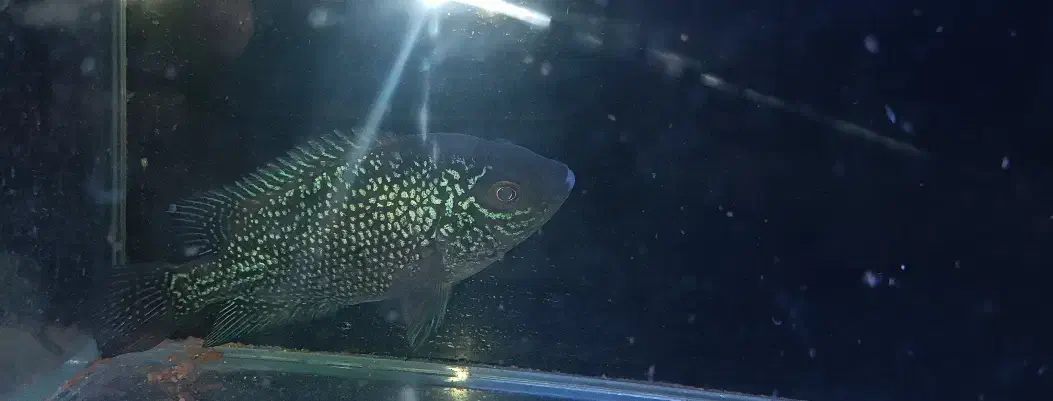 یدونه ماهی فلاور بخر با ۲تا هدیه|ماهی|ری, شهادت|دیوار