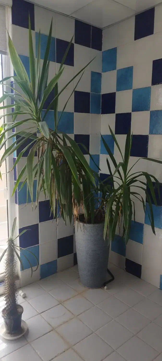 گل و گلدان|گل و گیاه طبیعی|رامجین, |دیوار