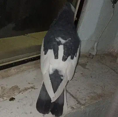 نرابلق سیاه تخته دم|پرنده|کرمانشاه, |دیوار