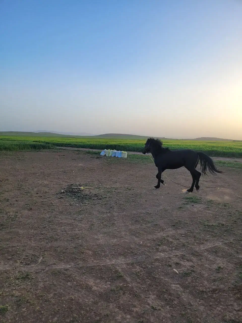 اسب کرد نر|اسب و تجهیزات اسب‌سواری|کبودرآهنگ, |دیوار