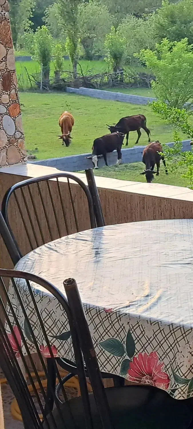 اجاره روزانه ویلای چالوس یک خوابه جنگلی روستایی|اجارهٔ کوتاهمدت آپارتمان و سوئیت|چالوس, |دیوار