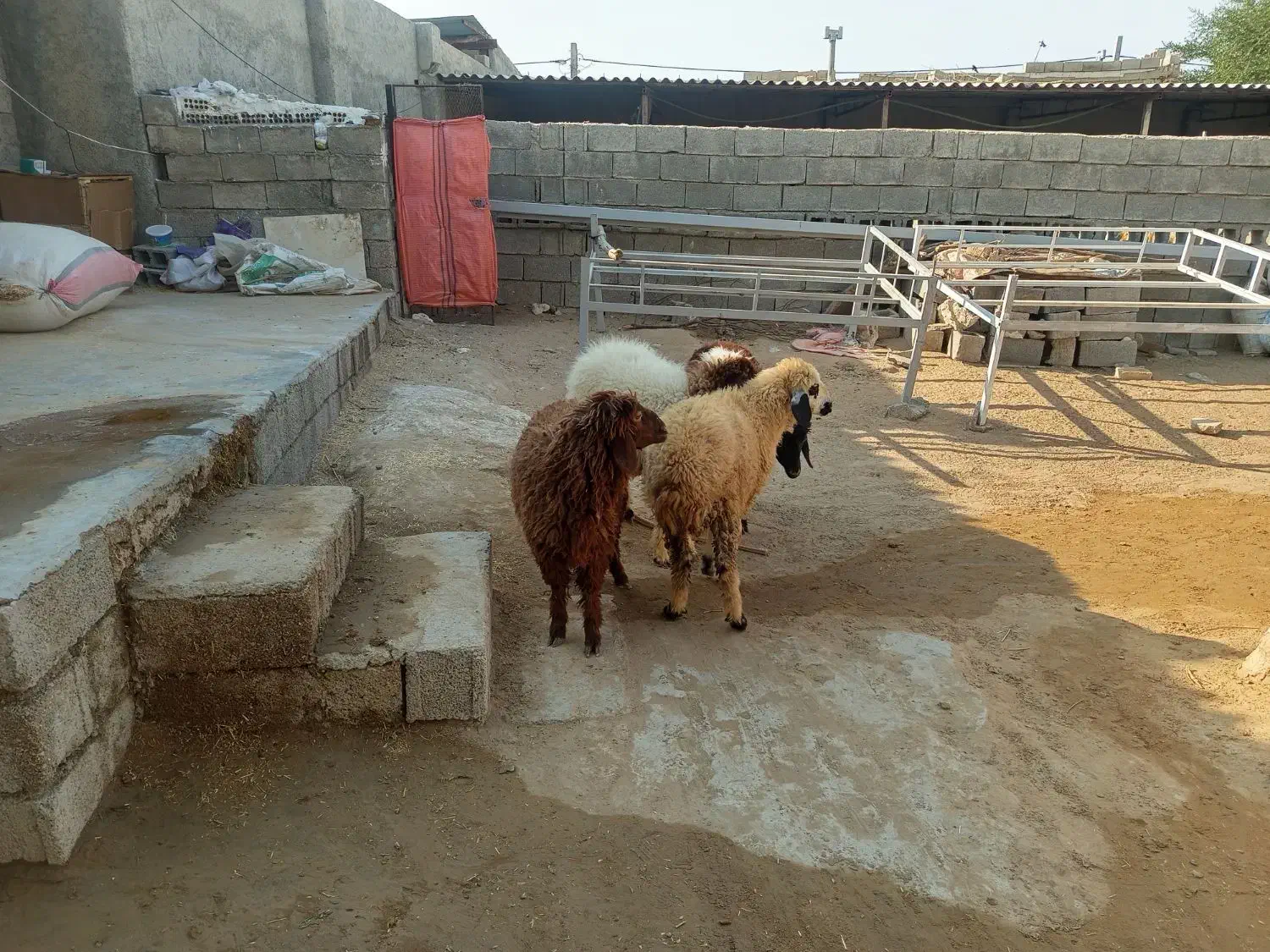 چهار عدد بره فروشی سه نر یک ماده|حیوانات مزرعه|برازجان, |دیوار