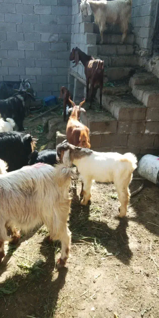 بز و کهره|حیوانات مزرعه|بهبهان, |دیوار