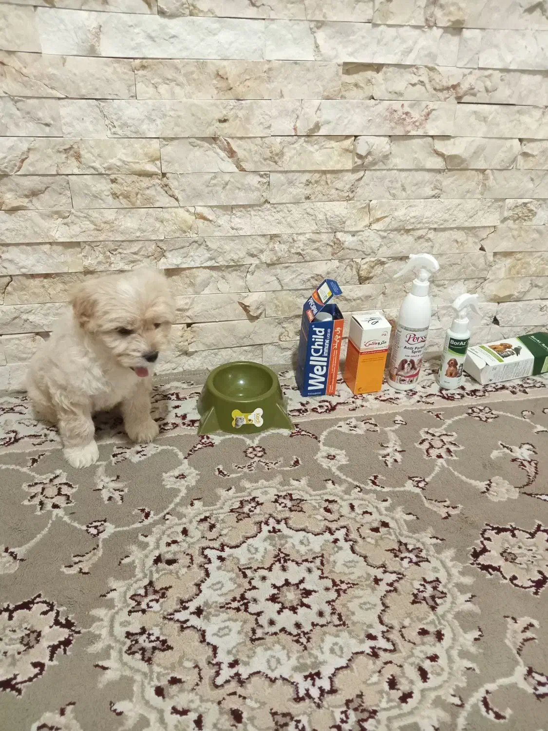 واگذاری سگ شیتزو|سگ|رباط‌کریم, الارد|دیوار