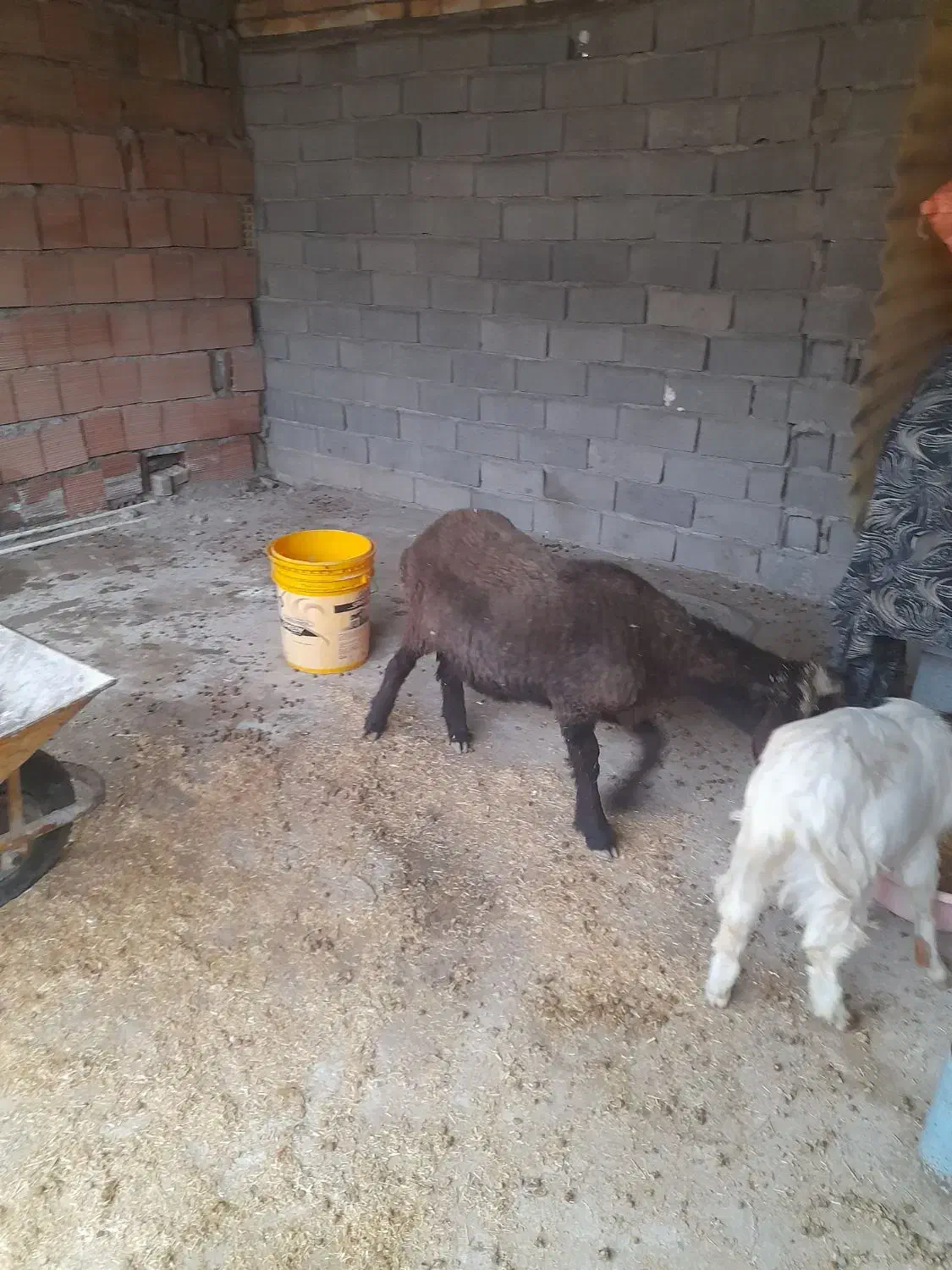 بره ماده تمیز|حیوانات مزرعه|آق قلا, |دیوار