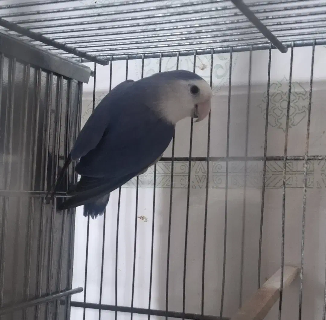 برزیلی|پرنده|تهران, شهرک استقلال|دیوار