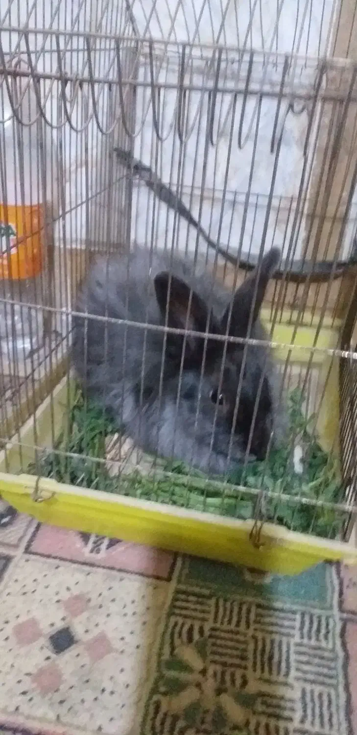 خرگوش پشمالو کسی خواست پیام بده|موش و خرگوش|سراوان, |دیوار