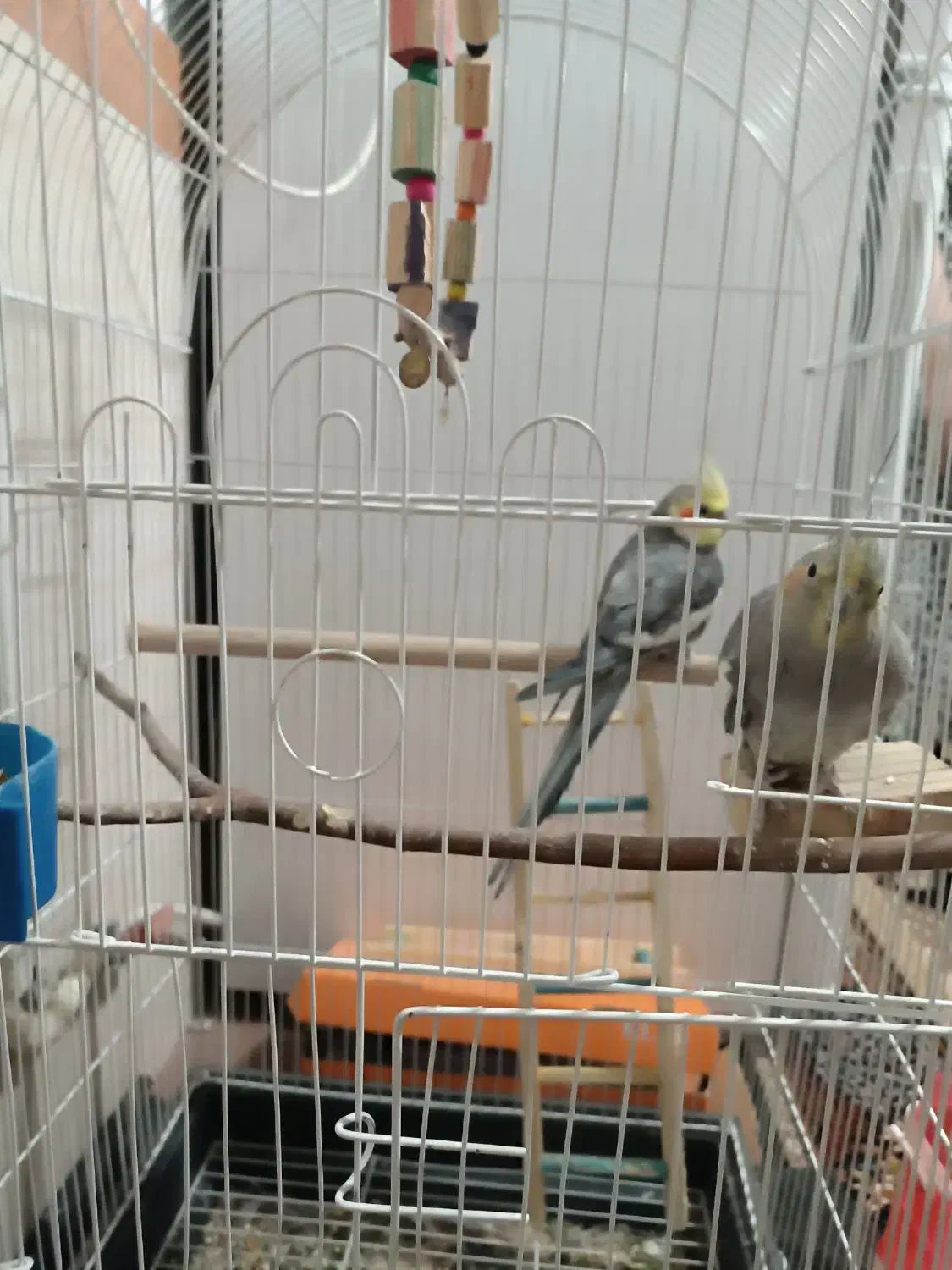 دو عدد عروس هلندی|پرنده|قرچک, مهدیه|دیوار